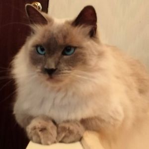 Meet your Posher, Joy